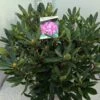 Bosrhododendron (Rhododendron Ponticum 'Roseum') -Tuinplanten Winkel rho. ponticum roseum c20