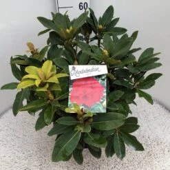 Rhododendron (Rhododendron 'Red Jack') -Tuinplanten Winkel rho. red jack c10 50 cm