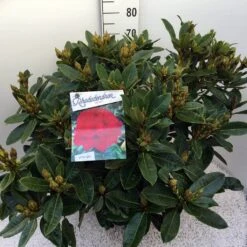 Rhododendron (Rhododendron 'Red Jack') -Tuinplanten Winkel rho. red jack c20