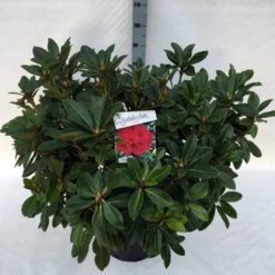 Rhododendron (Rhododendron 'Red Jack') -Tuinplanten Winkel rho. red jack c30