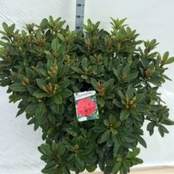 Rhododendron (Rhododendron 'Red Jack') -Tuinplanten Winkel rho. red jack c40