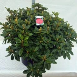 Rhododendron (Rhododendron 'Red Jack') -Tuinplanten Winkel rho. red jack c80