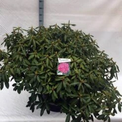 Rhododendron (Rhododendron 'Roseum Elegans') -Tuinplanten Winkel rho. roseum elegans c80