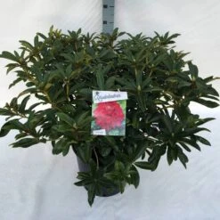 Rhododendron (Rhododendron 'Wilgen's Ruby') -Tuinplanten Winkel rho. wilgen s ruby c30
