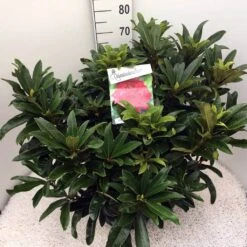 Rhododendron (Rhododendron 'Wilgen's Ruby') -Tuinplanten Winkel rho. wilgens ruby c20