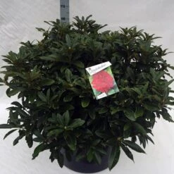 Rhododendron (Rhododendron 'Wilgen's Ruby') -Tuinplanten Winkel rho. wilgens ruby c80