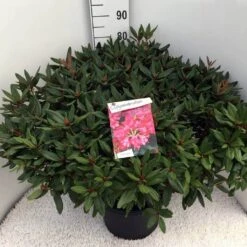 Rhododendron (Rhododendron 'Winsome') -Tuinplanten Winkel rho. winsome c20