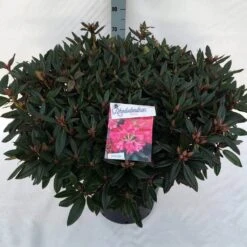 Rhododendron (Rhododendron 'Winsome') -Tuinplanten Winkel rho. winsome c30