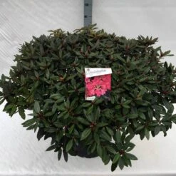 Rhododendron (Rhododendron 'Winsome') -Tuinplanten Winkel rho. winsome c40