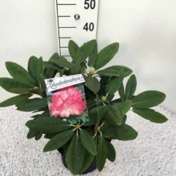 Dwergrhododendron (Rhododendron 'Fantastica') 7 Dwergrhododendron (Rhododendron 'Fantastica') -Tuinplanten Winkel rho. y fantastica c5