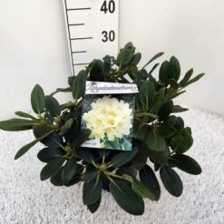 Rhododendron (Rhododendron 'Flava') -Tuinplanten Winkel rho. y flava c5
