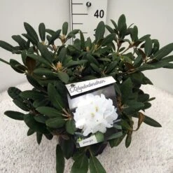 Dwergrhododendron (Rhododendron 'Porzellan') -Tuinplanten Winkel rho. y porzelan c10