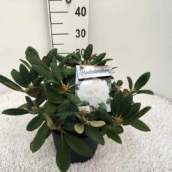 Dwergrhododendron (Rhododendron 'Porzellan') -Tuinplanten Winkel rho. y porzelan c5