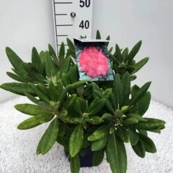 Dwergrhododendron (Rhododendron 'Sweet Sue') -Tuinplanten Winkel rho. y sweet sue c5