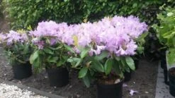 Rhododendron (Rhododendron Catawbiense 'Boursault') -Tuinplanten Winkel rhodo boursault 2