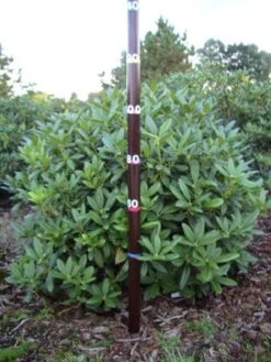 Rhododendron (Rhododendron 'Cunningham White') 39 Rhododendron (Rhododendron 'Cunningham White') -Tuinplanten Winkel rhodod cun white 1