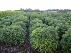 Rhododendron (Rhododendron 'Cunningham White') 38 Rhododendron (Rhododendron 'Cunningham White') -Tuinplanten Winkel rhodod cun white 2