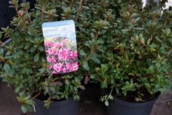 Japanse Azalea (Rhododendron 'Geisha Pink') -Tuinplanten Winkel rhododendron azalea geishapink winter lm01