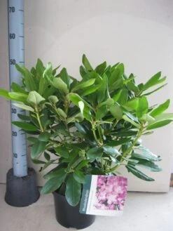 Rhododendron (Rhododendron Catawbiense 'Boursault') -Tuinplanten Winkel rhododendron boursault c5 aug