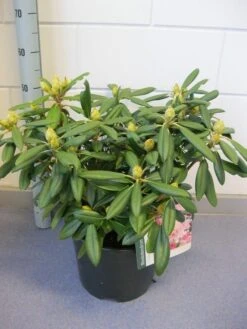 Dwergrhododendron (Rhododendron 'Caroline Allbrook') 11 Dwergrhododendron (Rhododendron 'Caroline Allbrook') -Tuinplanten Winkel rhododendron caroline allbrook c12 november