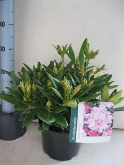 Dwergrhododendron (Rhododendron 'Caroline Allbrook') 12 Dwergrhododendron (Rhododendron 'Caroline Allbrook') -Tuinplanten Winkel rhododendron caroline allbrook c5 aug