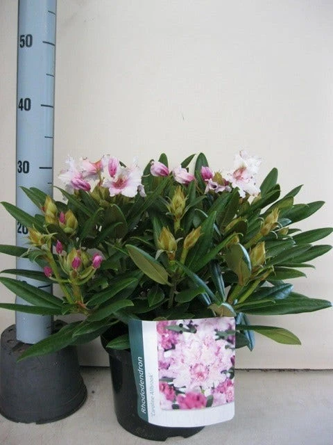 Dwergrhododendron (Rhododendron 'Caroline Allbrook') 6 Dwergrhododendron (Rhododendron 'Caroline Allbrook') - Afbeelding 4