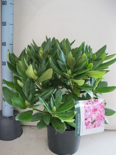 Rhododendron (Rhododendron 'Cosmopolitan') 18 Rhododendron (Rhododendron 'Cosmopolitan') - Afbeelding 16