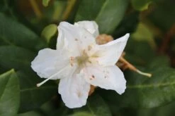 Rhododendron (Rhododendron 'Cunningham White') 23 Rhododendron (Rhododendron 'Cunningham White') -Tuinplanten Winkel rhododendron cunningham white 2