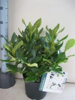 Rhododendron (Rhododendron 'Cunningham White') 35 Rhododendron (Rhododendron 'Cunningham White') -Tuinplanten Winkel rhododendron cunninghams white c5 aug