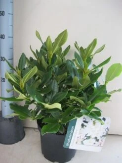 Rhododendron (Rhododendron 'Cunningham White') 24 Rhododendron (Rhododendron 'Cunningham White') -Tuinplanten Winkel rhododendron cunninghams white c5 aug 1