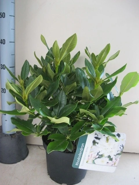 Rhododendron (Rhododendron 'Cunningham White') 6 Rhododendron (Rhododendron 'Cunningham White') - Afbeelding 4