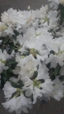 Dwergrhododendron (Rhododendron 'Dora Amateis') -Tuinplanten Winkel rhododendron dora ameteis