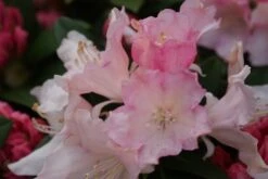 Dwergrhododendron (Rhododendron 'Dreamland') 17 Dwergrhododendron (Rhododendron 'Dreamland') -Tuinplanten Winkel rhododendron dreamland 3