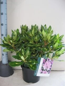 Rhododendron (Rhododendron 'Goldflimmer') 31 Rhododendron (Rhododendron 'Goldflimmer') -Tuinplanten Winkel rhododendron goldflimmer c5 aug 1
