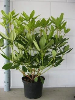 Rhododendron (Rhododendron Catawbiense 'Grandiflorum') -Tuinplanten Winkel rhododendron grandiflorum 50 60 1