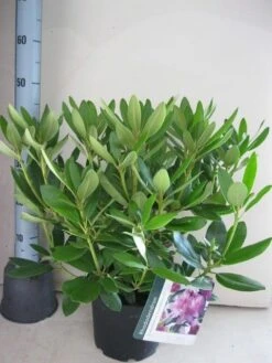 Rhododendron (Rhododendron Catawbiense 'Grandiflorum') -Tuinplanten Winkel rhododendron grandiflorum c5 aug