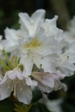 Rhododendron (Rhododendron 'Madame Masson') -Tuinplanten Winkel rhododendron madame masson