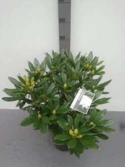 Rhododendron (Rhododendron 'Madame Masson') -Tuinplanten Winkel rhododendron madame masson