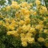 Azalea (Rhododendron 'Mollis' Geel) -Tuinplanten Winkel rhododendron mollis geel