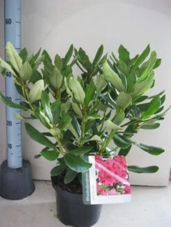 Rhododendron (Rhododendron 'Nova Zembla') -Tuinplanten Winkel rhododendron nova zembla c5 aug 1