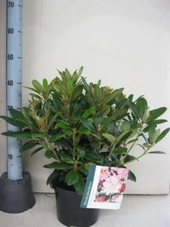 Rhododendron (Rhododendron 'Percy Wiseman') 18 Rhododendron (Rhododendron 'Percy Wiseman') -Tuinplanten Winkel rhododendron percy wiceman c5 aug