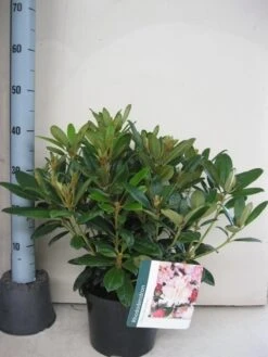 Rhododendron (Rhododendron 'Percy Wiseman') 29 Rhododendron (Rhododendron 'Percy Wiseman') -Tuinplanten Winkel rhododendron percy wiceman c5 aug 1