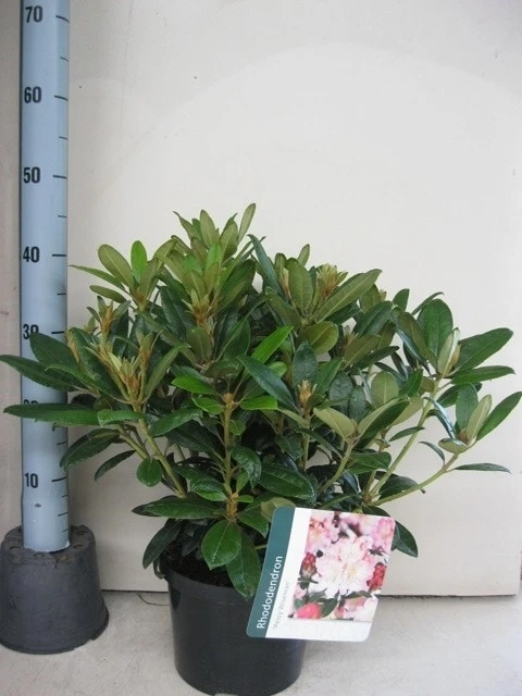 Rhododendron (Rhododendron 'Percy Wiseman') 16 Rhododendron (Rhododendron 'Percy Wiseman') - Afbeelding 14