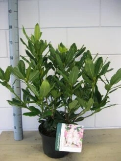Bosrhododendron (Rhododendron Ponticum 'Roseum') -Tuinplanten Winkel rhododendron ponticum roseum c5 oktober 1