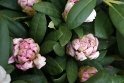 Dwergrhododendron (Rhododendron 'Porzellan') -Tuinplanten Winkel rhododendron porzellan