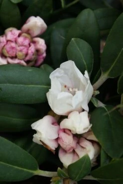 Dwergrhododendron (Rhododendron 'Porzellan') -Tuinplanten Winkel rhododendron porzellan 2