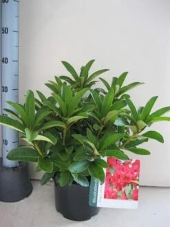 Rhododendron (Rhododendron 'Wilgen's Ruby') -Tuinplanten Winkel rhododendron wilgens ruby c5 aug 1
