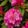Dwergrhododendron (Rhododendron 'Polaris') -Tuinplanten Winkel rhododendronpolarisv01