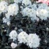 Dwergrhododendron (Rhododendron 'Porzellan') -Tuinplanten Winkel rhporzel 2