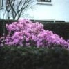 Vroegbloeiende Rhododendron (Rhododendron 'Praecox') -Tuinplanten Winkel rhpraeco 1
